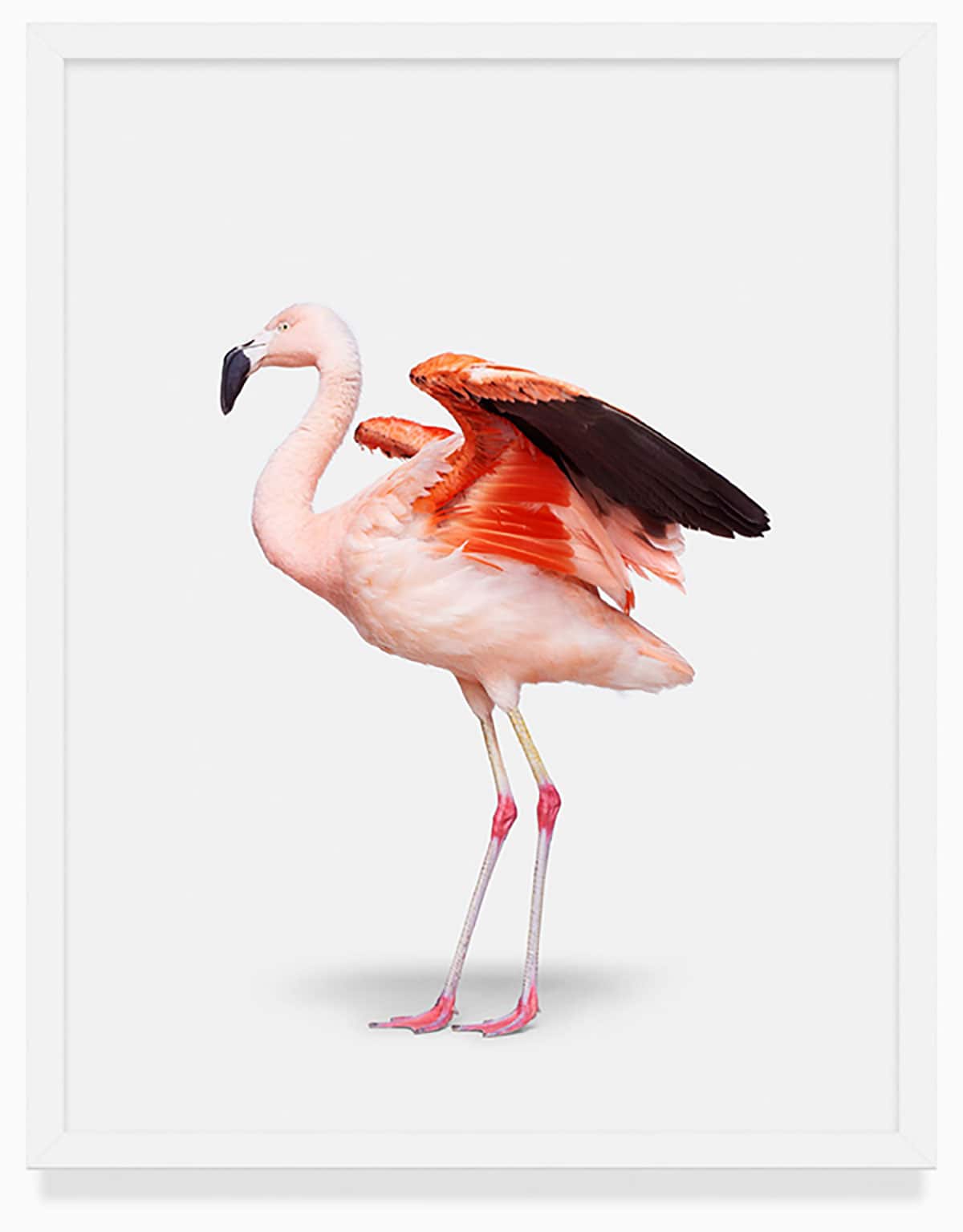 Randal Ford Photography Animal Kingdom Flamingo