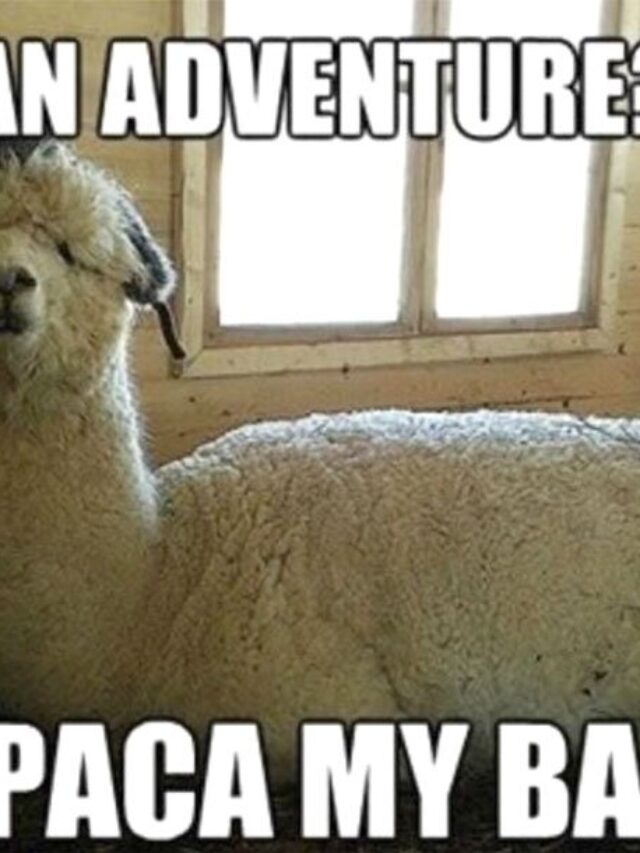 Alpaca My Bags